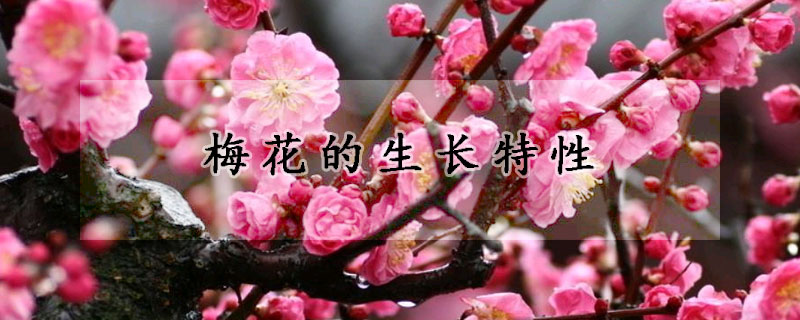 梅花的生長(zhǎng)特性