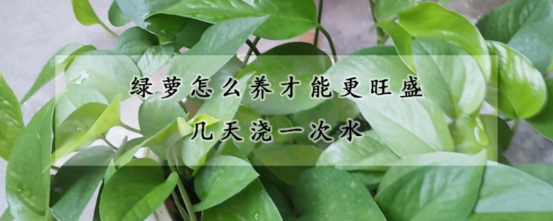 綠蘿怎么養(yǎng)才能更旺盛幾天澆一次水