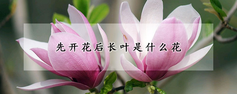 先開花后長葉是什么花