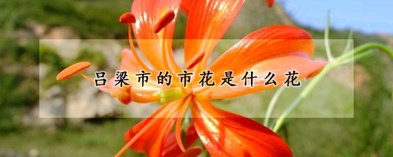 呂梁市的市花是什么花