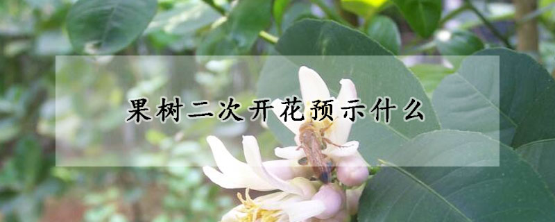 果樹二次開花預示什么