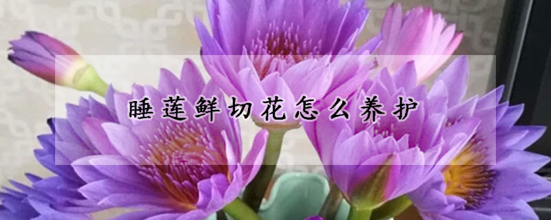 睡蓮鮮切花怎么養(yǎng)護(hù)