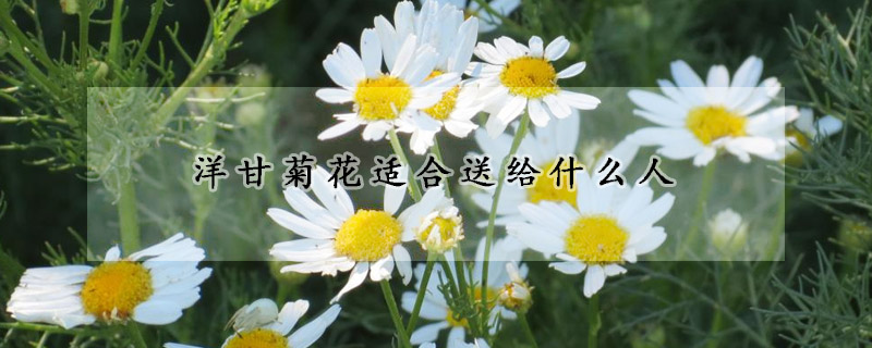 洋甘菊花適合送給什么人