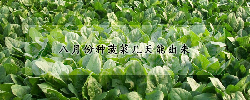 八月份種菠菜幾天能出來