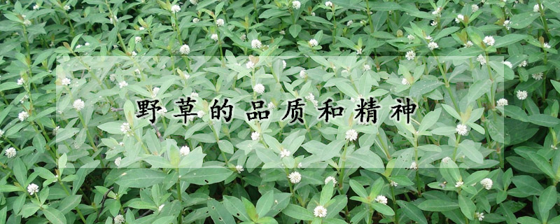 野草的品質(zhì)和精神