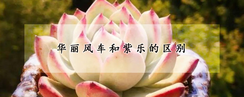 華麗風(fēng)車和紫樂的區(qū)別