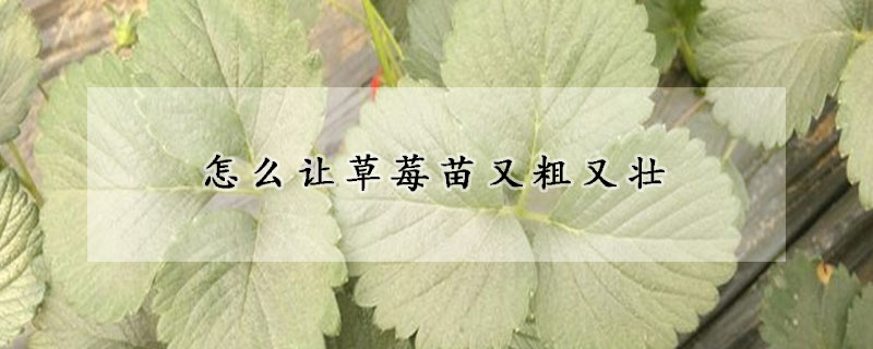 怎么讓草莓苗又粗又壯