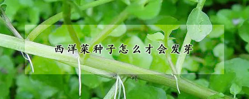 西洋菜種子怎么才會發芽