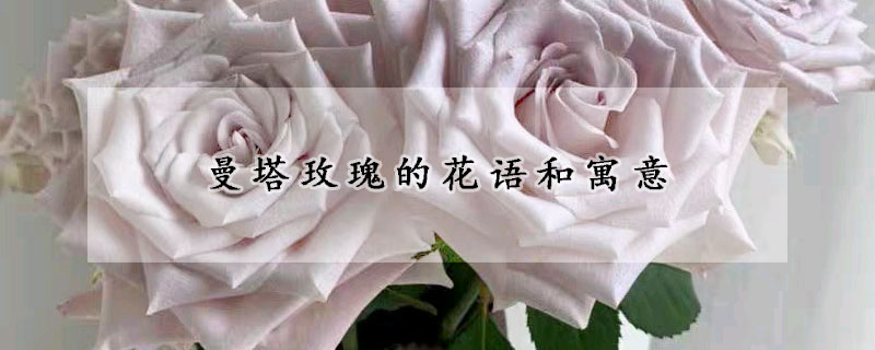 曼塔玫瑰的花語(yǔ)和寓意