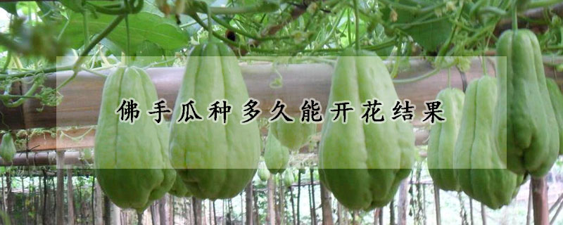 佛手瓜種多久能開(kāi)花結(jié)果