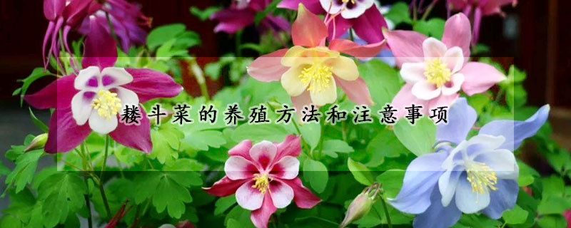 耬斗菜的養(yǎng)殖方法和注意事項(xiàng)