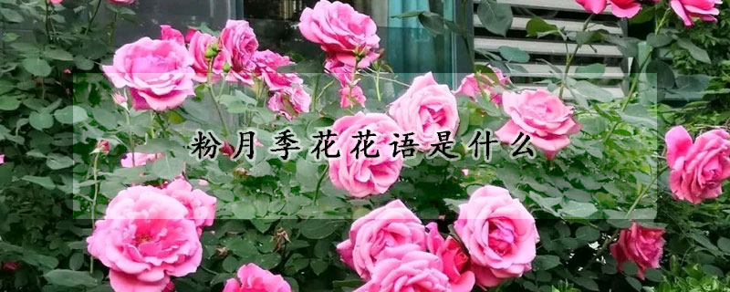 粉月季花花語是什么