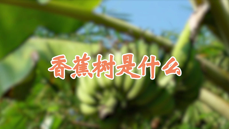 香蕉樹是什么