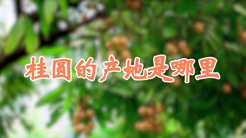 桂圓的產(chǎn)地是哪里