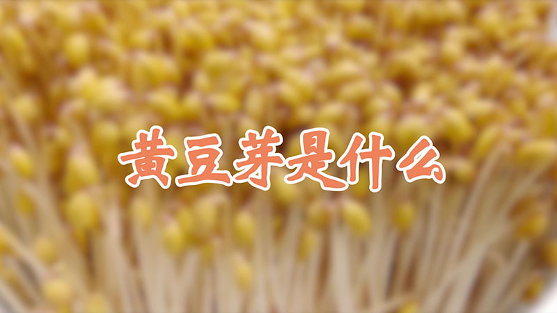 黃豆芽是什么