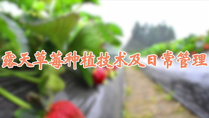 露天草莓種植技術(shù)及日常管理