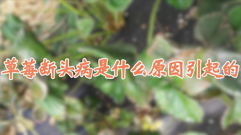 草莓?dāng)囝^病是什么原因引起的