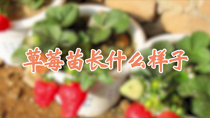 草莓苗長(zhǎng)什么樣子