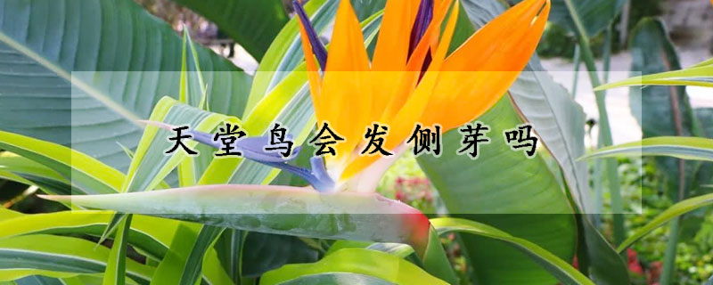 天堂鳥會發側芽嗎