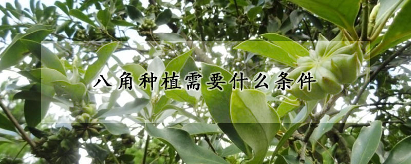 八角種植需要什么條件