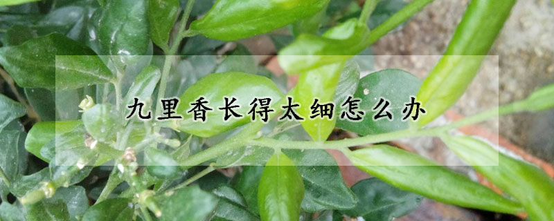 九里香長(zhǎng)得太細(xì)怎么辦