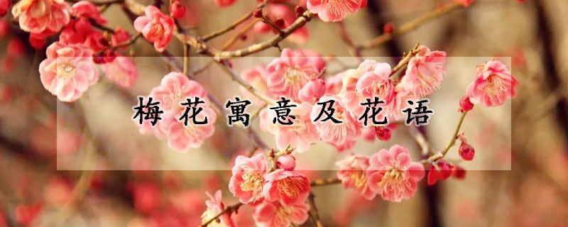 梅花寓意及花語