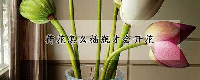 荷花怎么插瓶才會(huì)開花