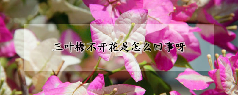 三葉梅不開花是怎么回事呀