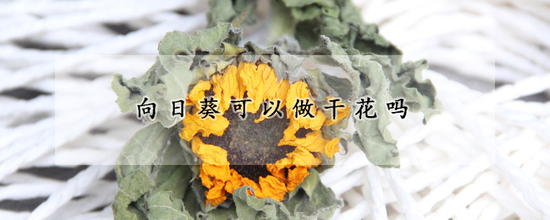 向日葵可以做干花嗎