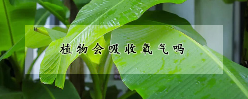 植物會吸收氧氣嗎