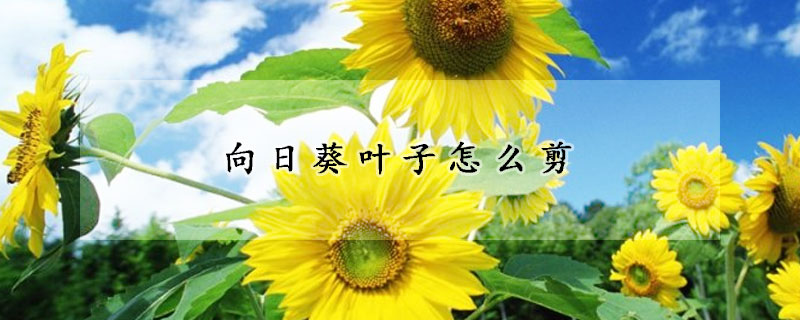 向日葵葉子怎么剪