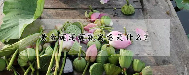 黃金蓮蓬蓮花寓意是什么?