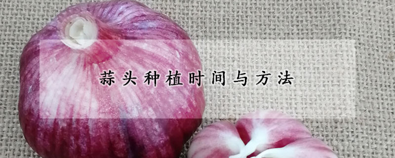 蒜頭種植時間與方法