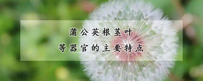 蒲公英根莖葉等器官的主要特點(diǎn)