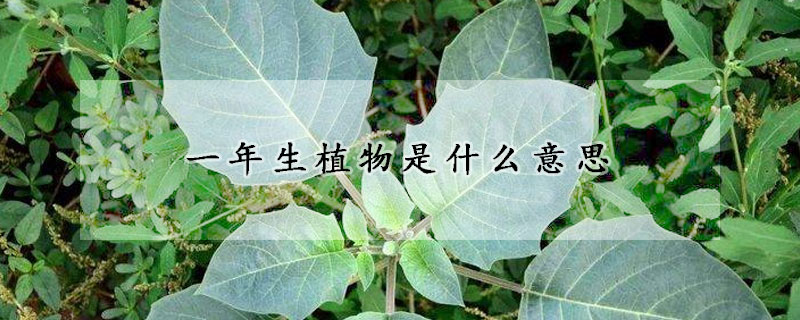 一年生植物是什么意思