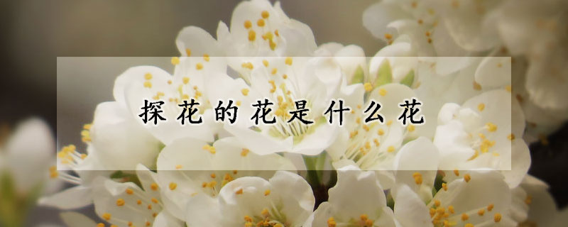 探花的花是什么花