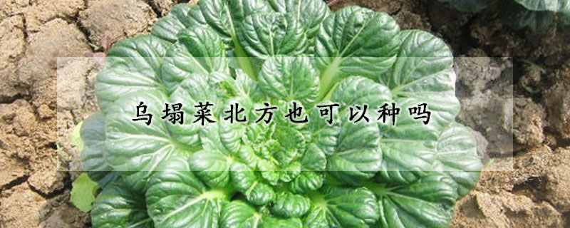 烏塌菜北方也可以種嗎