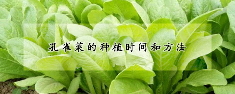 孔雀菜的種植時間和方法