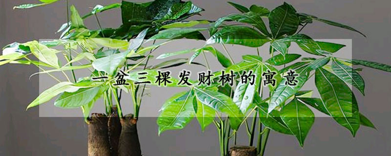 一盆三棵發(fā)財(cái)樹的寓意