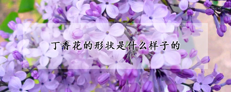 丁香花的形狀是什么樣子的