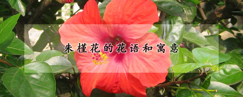 朱槿花的花語和寓意