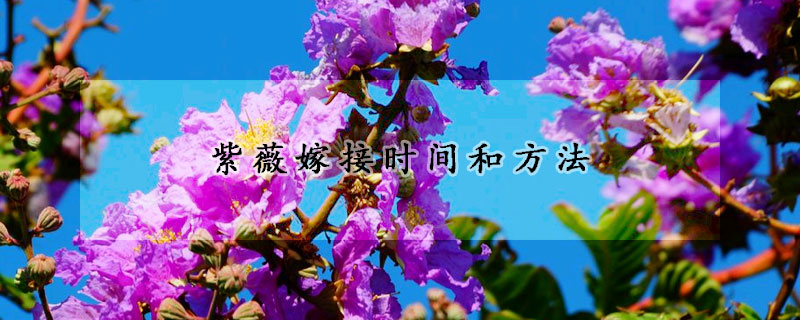 紫薇嫁接時(shí)間和方法