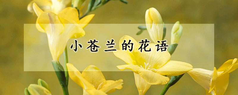 小蒼蘭的花語