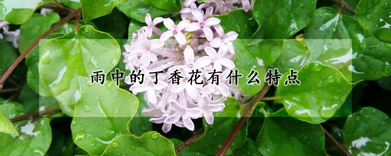 雨中的丁香花有什么特點