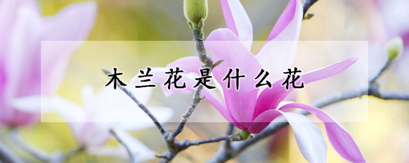 木蘭花是什么花