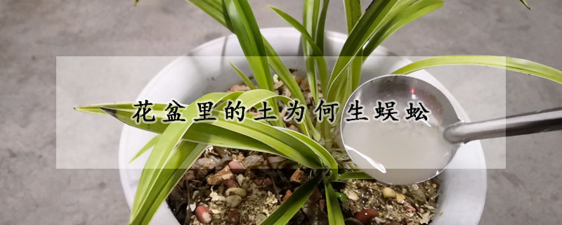 花盆里的土為何生蜈蚣