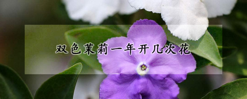 雙色茉莉一年開幾次花