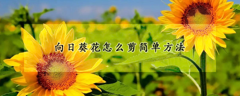 向日葵花怎么剪簡單方法