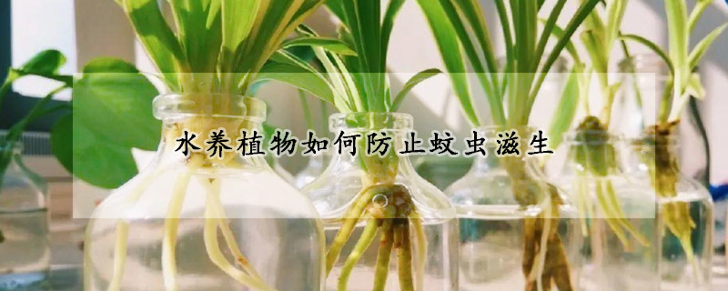 水養植物如何防止蚊蟲滋生