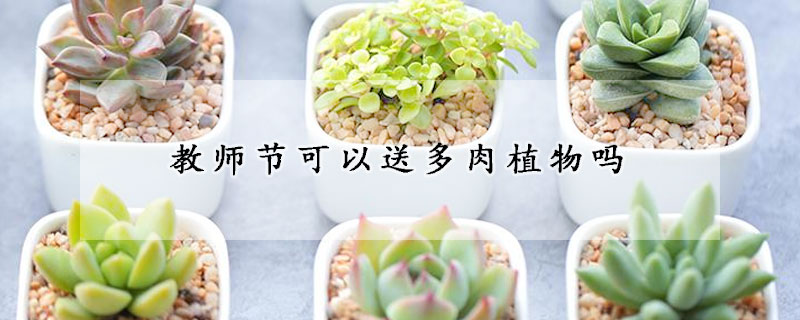 教師節(jié)可以送多肉植物嗎